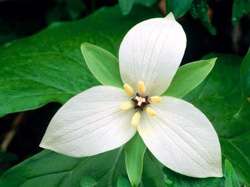 Dãy số Fibonacci là gì 3