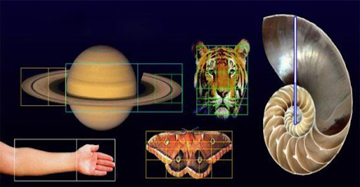Dãy số Fibonacci là gì 6