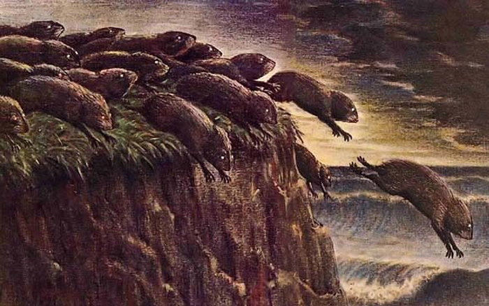 Bài học đầu tư chứng khoán từ câu chuyện bầy đàn của loài chuột Lemming