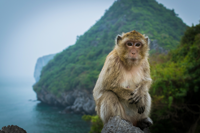 Câu chuyện ngụ ngôn đảo khỉ và bài học khắc cốt trong đầu cơ
